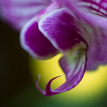 Orchidée sur Miranda Robbe