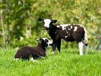 Lammetjes in de wei