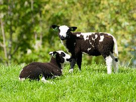 Lammetjes in de wei van P van Beek