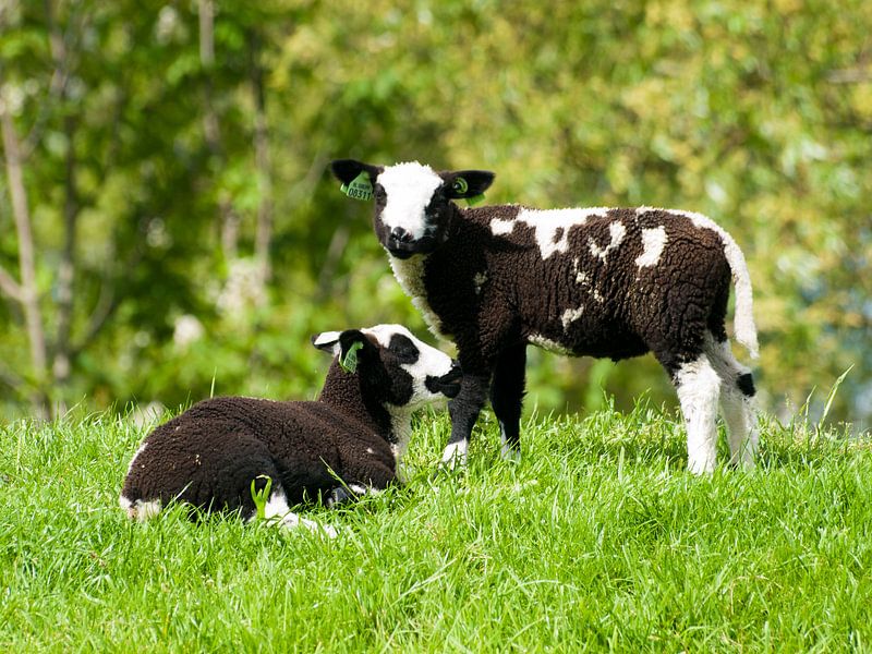 Lammetjes in de wei by P van Beek