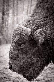 Europäischer Bison aus der Nähe von Sjoerd Naus