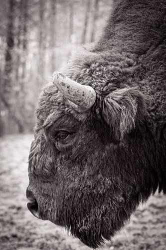 Europäischer Bison aus der Nähe