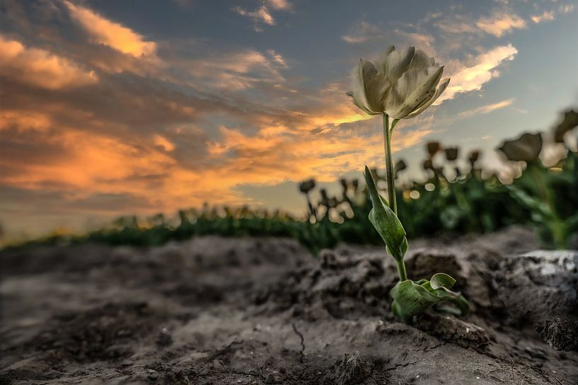 tulip field by Tara Kiers