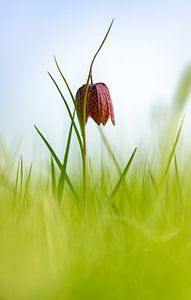 Kievitsbloem in het veld. deze bijzondere bloem oogt fraai in de zon. van Michel Knikker