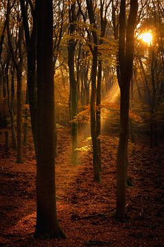 Zicht op zonlicht in een beukenbos tijdens de herfst