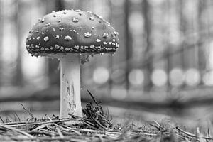 ZarterFliegenpilz in schwarz weiß , auf dem Waldboden.