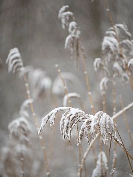 Schneebedecktes Gras von Alvin Aarnoutse
