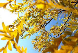 Herbst-Baum