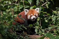 Kleine Panda : Ouwehands Dierenpark