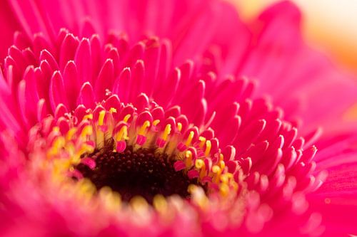 Roze Gerbera