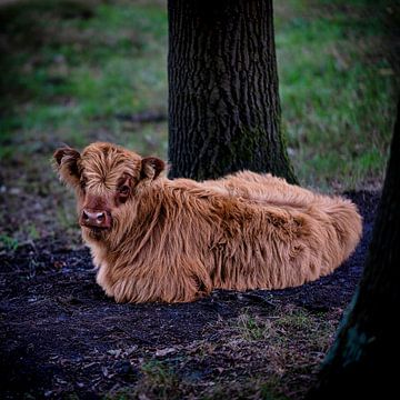 Schotse Hooglander, een mooi kalfje rustend in het gras van Franklin Driessen