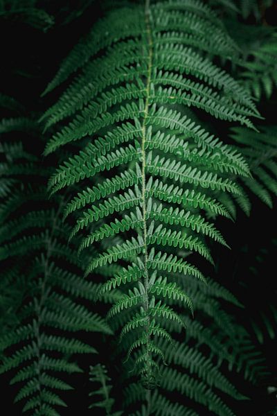 Detail der Natur – Farnblatt in sattem Grün von NZME Photography