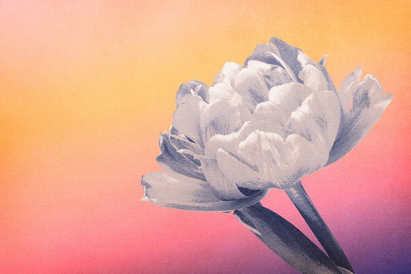 Tulip by vanMuis