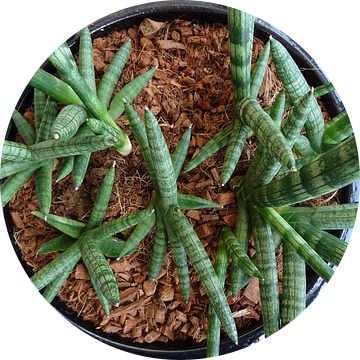 Kamerplant: Sansevieria Cylindrica Shabiki 4 van MoArt (Maurice Heuts)