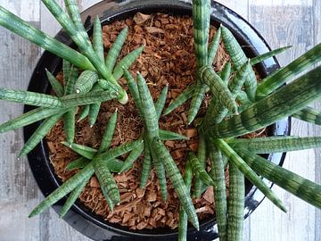 Kamerplant: Sansevieria Cylindrica Shabiki 4