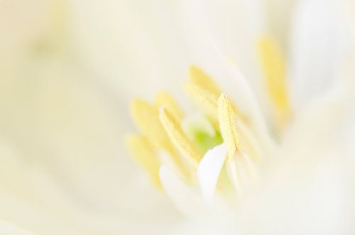 Tulp close-up