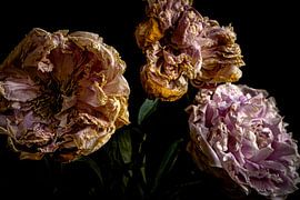 Peony, all that remains. by SO fotografie
