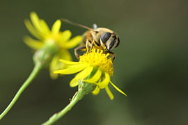 Golden Focus by Mootjes