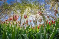 Dutch tulips by Niels Barto thumbnail