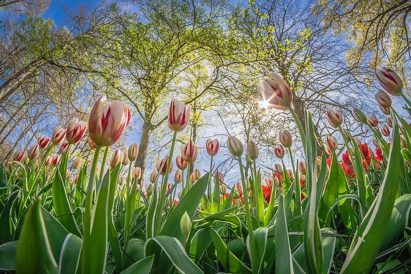 Dutch tulips by Niels Barto