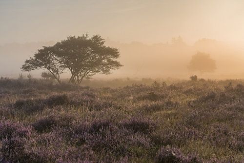 Mist rond de zonsopkomst op de Westerheide 3