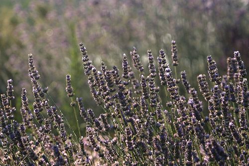 Lavandel