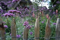 butterfly flowers through the gate