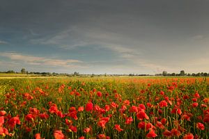 Ein Feld voller Mohnblumen von Moetwil en van Dijk - Fotografie