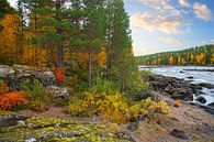 De Zweedse wildernis - Zweeds Lapland van Thomas Zacharias thumbnail