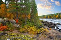 De Zweedse wildernis - Zweeds Lapland
