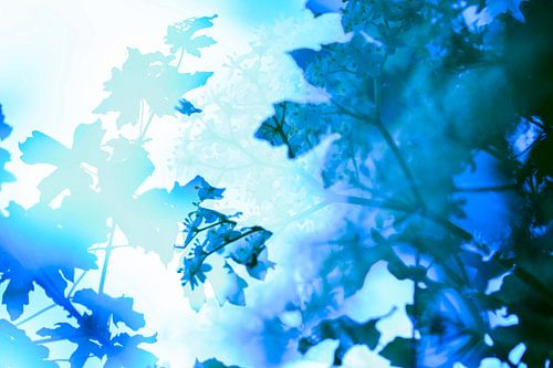 Blauwe bladeren | Artistieke Natuurfotografie