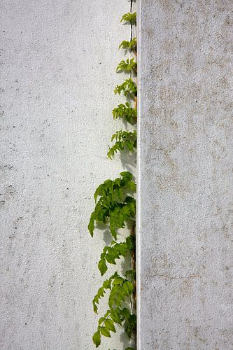 Blauweregen klimt witte gepleisterde muur