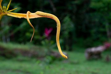Snake Costa Rica by Merijn Loch