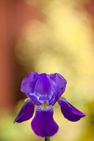 De paarse Iris van Pieter van Roijen