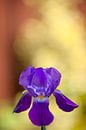 L'iris violet par Pieter van Roijen Aperçu