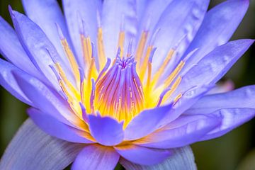 Paars en Geel Water Lily van Anthony Trabano