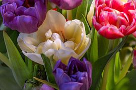 Spring fever by Photoart-Naegele