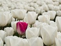 Tulpen all over the place