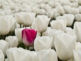 Tulpen all over the place von M  van den Hoven