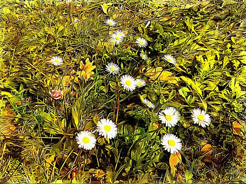 Daisy Geef Me Je Antwoord Doe