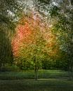 EVENGARDEN - Late summer by Nicole Holz thumbnail