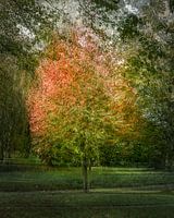 EVENGARDEN - Spätsommer