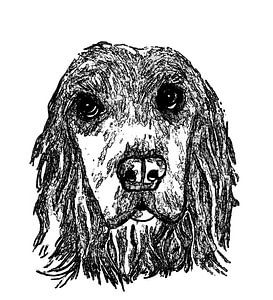 Cockerspaniel