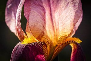 Iris
