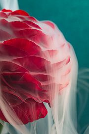 Soft, billowing smoke over red petals by Marjolijn van den Berg