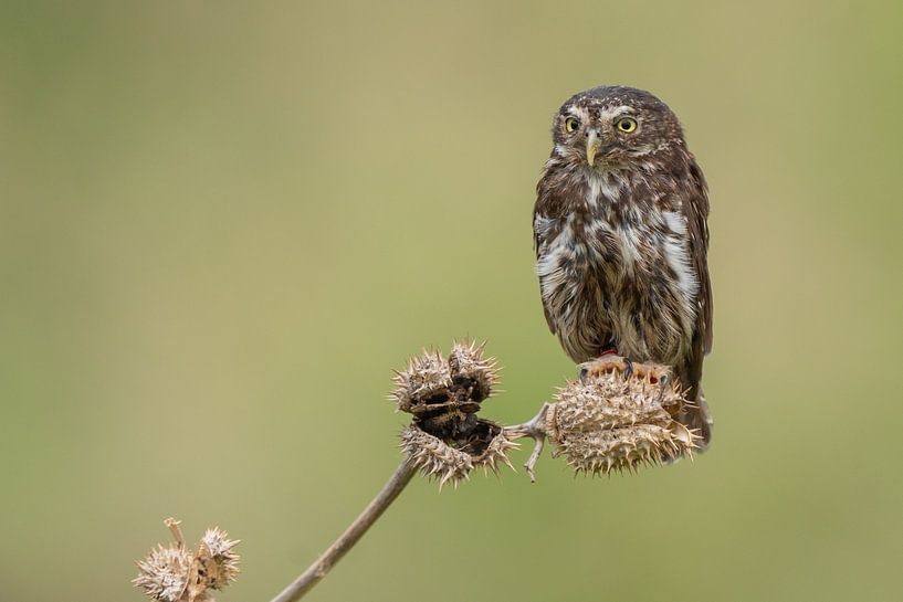 Owl on prickly pear by Marjon Tigchelaar