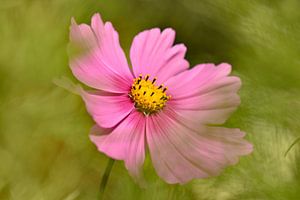 Bloem Cosmea von Sascha van Dam