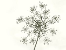 Fluteswort by Corinne Welp