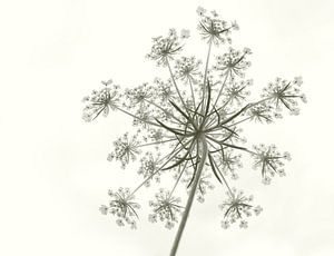 Flutewort