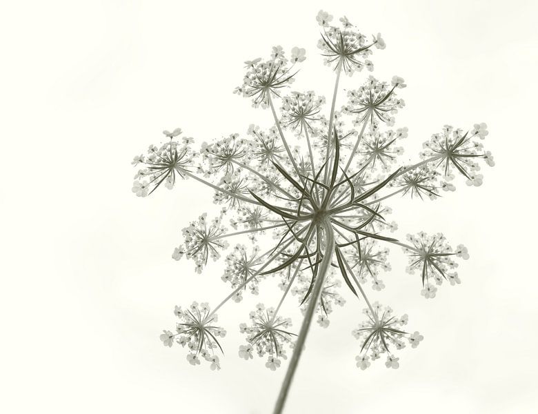 Fluteswort by Corinne Welp